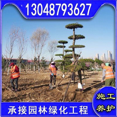 工程綠化剪股穎草坪施工方便根系旺盛生長(zhǎng)快/巨龍園林