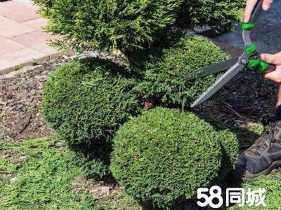 園林綠化施工 勞務(wù)輸出 養(yǎng)護(hù)修剪蟲(chóng)害防治 苗木供應(yīng)