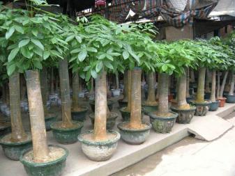 廣州綠植租擺,綠化養(yǎng)護(hù),園林綠化設(shè)計(jì)施工,植物墻